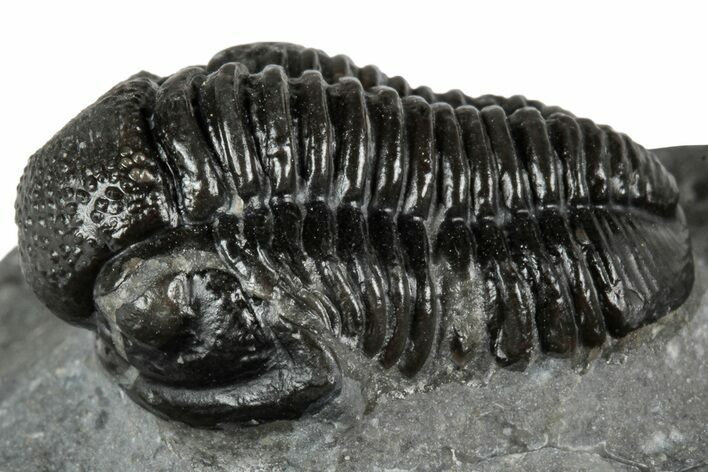 Detailed Gerastos Trilobite Fossil - Morocco #351280